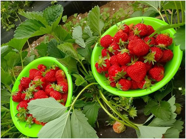 草莓种出“莓”好生活(图1)